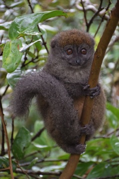 294. Lemuren eiland, lesser bamboo lemur.jpg 294. Lemuren eiland, lesser bamboo lemur.jpg